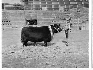 Champion cow, Royal Easter Show, 1961