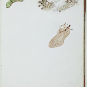 Item 4: Sketchbook comprising mainly natural history dr...