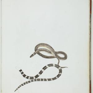 Item 4: Sketchbook comprising mainly natural history drawings / Louisa Calvert (nee Atkinson)