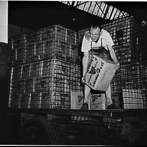 Unloading Tasmanian apples at Sydney Markets