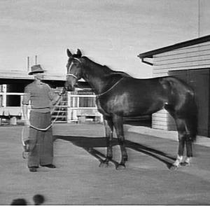 Racehorse Waipari, Randwick Racecourse