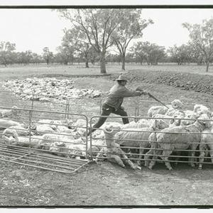Sheep culling at Moree / photographed by John Williams