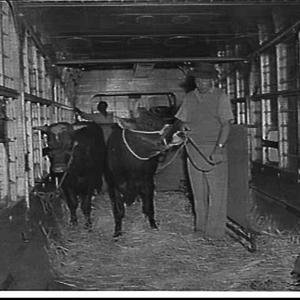 Loading cattle for New Guinea onto an Australian Nation...