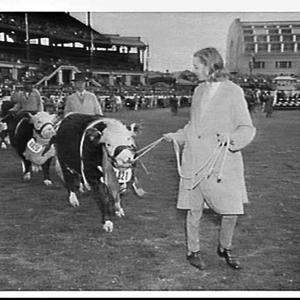 Parading cattle in the ring events at the Royal Easter ...