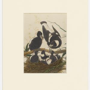 Six paintings of Australian native birds, 1883? / Nevil...