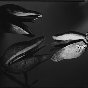 File 16: Wood pears group (1), September 1985 / photogr...