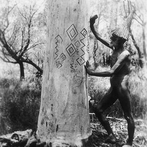 Aboriginal man carving tree, ceremonial markings - Port...