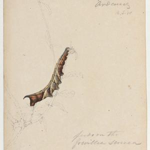 Sub-series 06: Sketches of caterpillars and moths, 1803...