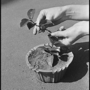 Tree potting - with Miss Swane, 31 March 1966 / photographs by David Cumming