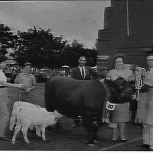Prize-winning cow and calves, Royal Easter Show, 1961