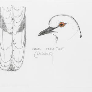Series 61: Spotted turtle-dove, 1968 / drawn by William...