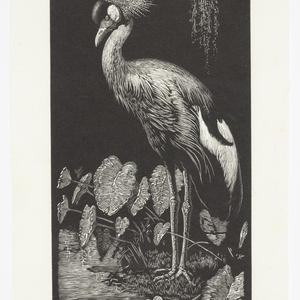 Volume 12: Lionel Lindsay woodcuts, 1937-1940