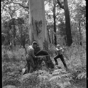 File 04: Logging at Pemberton?, [1945-1946] / photograp...