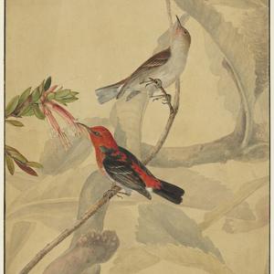 Scarlet. & Black. Honeysucker, 1810 / by I.W. Lewin