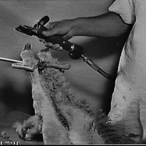 Sheep on a Lister Blackstone shearing table