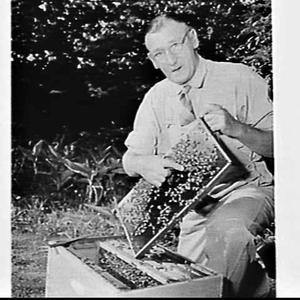 Amateur beekeeper, Colonel H.G. Pulling, with bees in h...