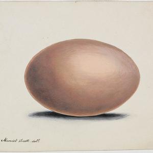 Drawings of bird's eggs to illustrate a proposed work o...