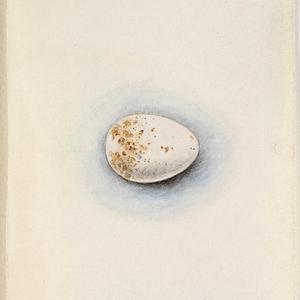 Drawings of bird's eggs to illustrate a proposed work on oology by E. P. Ramsay with other natural history drawings by Helena Scott and Harriet Scott