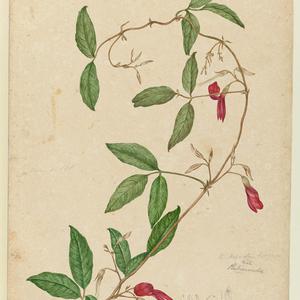 Botanical sketches of Australian plants, 1803-1806 / Jo...
