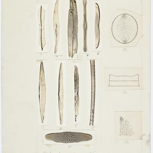 Item 0881: Diatoms. Nitzschia australia Mann. Plate VI,...