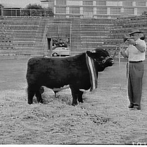 Champion bull, Royal Easter Show, 1961