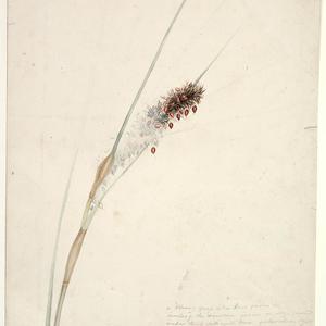 Mrs Elizabeth Gould collection of drawings of Australia...