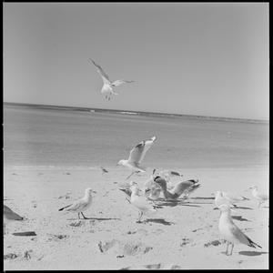 File 01: Seagulls and pelicans only, Kims, April '86 / ...