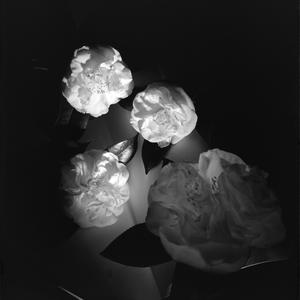 File 02: White camelia [camellia] group, May 1984 / pho...