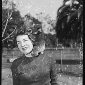 Twin koalas, Melbourne Zoo, September 1954 / photograph...