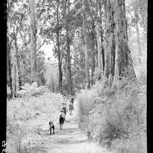 Box 05: Walkabout magazine : glass negatives, including photographs of cattle mustering, timber industry, and views of Adelaide