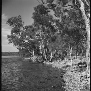 File 03: Lake George land, Xmas [Christmas], 1949 / pho...