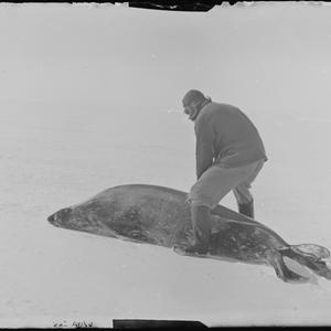 Q394: Hoadley rides a Weddell seal on the floe, West Ba...