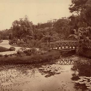 [Pond and bridge, Botanic Gardens, Sydney / attributed ...