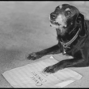 Dog plays piano, Bellevue Hill, 10 December 1964 / phot...