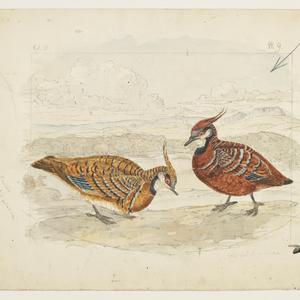 Volumes 3-4: Birds of Australia collection, [1887-1891]...