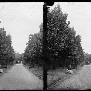 Avenue of trees, Fitzroy Gardens, Melbourne