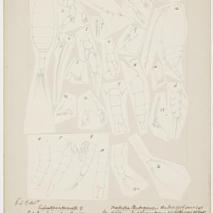 Item 0122: Copepoda. Euchaetopsis Haswelli. Plate 9, 1-...
