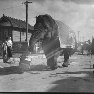 Elephant at shop in Maroubra Junction