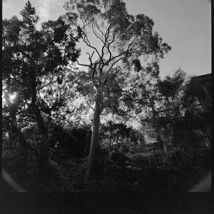 File 02: Castlecrag, [1929-1975] / photographed by Max ...