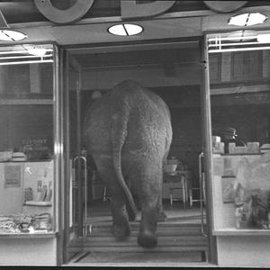Elephant's tea party