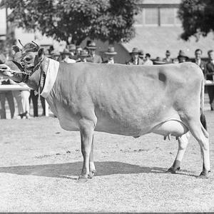 Champion Jersey cow, RAS