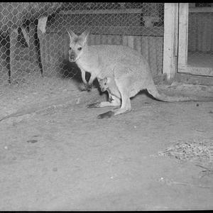 Cary Bay zoo