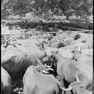 File 14: Cattle sales, Grafton, [1940s-1950s] / photogr...