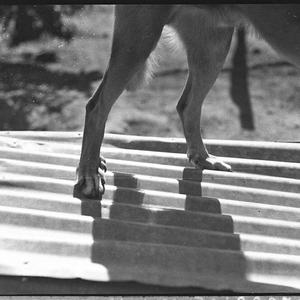Dog's hind legs (taken for Mr Kaleski)