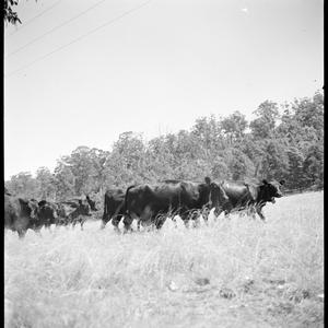 File 04: Penrith, dairy, [1948] / photographed by Max D...