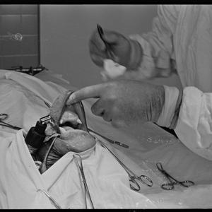 Operation at university - chimpanzee, 5 March 1968 / ph...