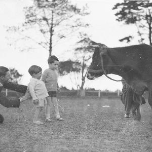 Photographer Ted Hood poses two small boys with a cow, ...