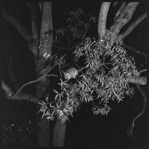 File 06: [Possum in tree, 1940-March 1974] / photograph...