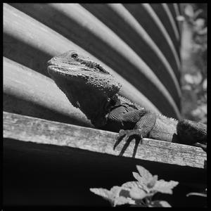 File 06: [Lizard, February 1954] / photographed by Max ...