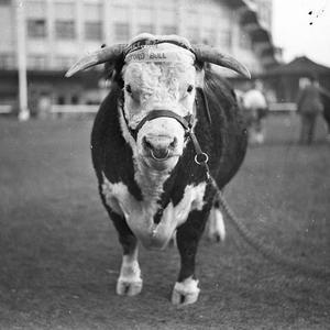 No 3105, Grand Champion Hereford bull